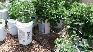It is a great way to grow squash in a container and also keep containers out of our landfills. How To Make A 5 Gallon Bucket Garden Tomato Container Gardening Bucket Gardening Bucket Garden