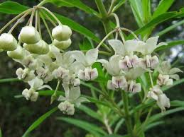 Image result for Gomphocarpus fruticosus