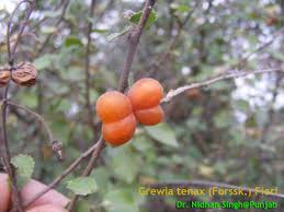 Image result for Grewia praecox