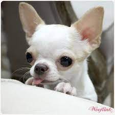 This Is Kinda What My Baby Looks Like When He Gets Shaved Chihuahua Chihuahuawhite Chihuahua Puppies Chihuahua Dogs Baby Chihuahua