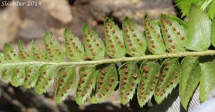 Image result for Lonchitis