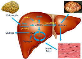 Image result for Cachexia in Cancer