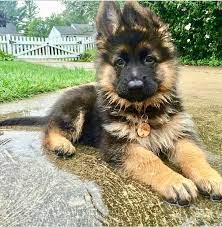 Gsd Puppy Puppies Really Cute Dogs German Shepherd Puppies