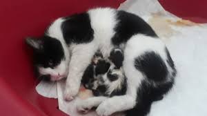 2,625 likes · 11 talking about this · 3,949 were here. Pregnant Cat Checks In At Maternity Clinic Gives Birth To 3 Kittens In Northern Turkey Daily Sabah