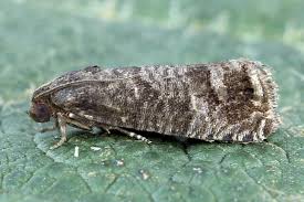 Image result for Cydia microgrammana