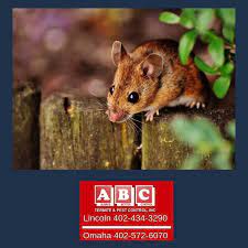 Ecotek termite and pest control specializes in termite control that includes free termite inspections, but is also a well known pest control company that provides. Fridayfact The Word Rodent Is Derived From The Latin Verb Rodere Meaning To Gnaw The Gnawing Tendency Termite Pest Control Rodent Control Pest Control