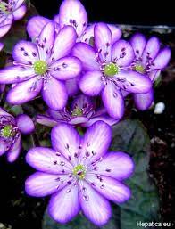 Hepatica Japonica Hyoujunka Unusual Flowers Unique Flowers Rare Flowers