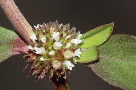 Image result for Conostomium zoutpansbergense