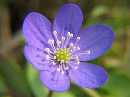 I colori mettono di buon umore. Anemone Anemone Piante Perenni Come Coltivare L Anemone