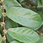 Image result for Bridelia ferruginea