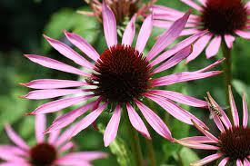 Echinacea Purpurea Bbc Gardeners World Magazine