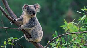 20 jarrah eucalyptus tree seeds (eucalyptus marginata) large native timber. How Do Koalas Drink Not The Way You Might Think Cgtn