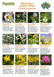 Welcome to healing baskets, where our gifts and baskets comfort, inspire and soothe the broken hearted with beauty and hope. Plantlife V Tvittere Always Wanted To Name That Wildflower Plantlife S Greatbritishwildflowerhunt Is For You Our Spotter Sheets Help You Name 70 Common Wildflowers Of Gardens Towns Countryside Woods While You Re At
