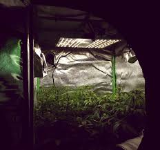 Check spelling or type a new query. Mini Grow Tent Shopping List Tutorial 100w Quantum Board Led Grow Light Kavkaz
