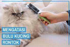 Bulu kucing yang rontok, pasti akan sangat menyebalkan untuk mereka maupun untuk kita. 10 Cara Mengatasi Bulu Kucing Rontok Kucingklik Com