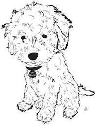 Poodles have very thick, very curly coats. Gesgolden Doodle Mini Coloring Pages Miniature Goldendoodle Puppies A Whole Bunch Of Cuteness Search Through 51976 Colorings Dot To Dots Tutorials And Silhouettes Nannette Kaczmarek