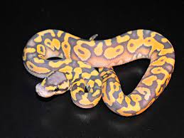 Desert Orange Ghost Pastel Morph List World Of Ball Pythons Ball Python Pet Snake Beautiful Snakes