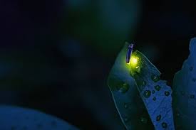 Fireflies