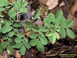 Image result for Indigofera spicata