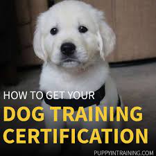 Education at this time no federal or state certification is required to be a dog trainer, although certification is available. Dog Training Certification How Do I Become A Certified Dog Trainer Puppy In Training