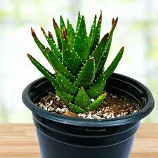 Image result for Aloe veseyi