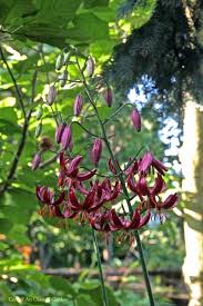Image result for Lilium martagon `Manitoba Fox`