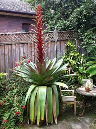 The water that collects in the pot should be emptied out weekly to remove debris and dead insects that stagnant. Bromeliads