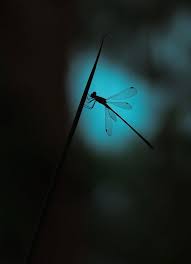 Libellule Dans La Penombre Libellule Photos Numeriques Photographie