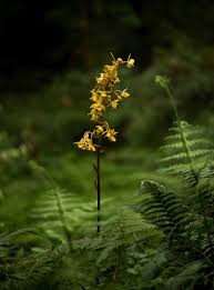 Image result for Liparis nervosa