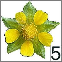 Image result for Menodora heterophylla