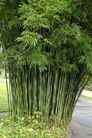 Bambusa Textilis Var Gracilis 070803 3911 Bamboo Landscape Bamboo Garden Plants