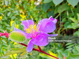 Image result for Clappertonia ficifolia