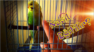 muhabbet kusu ele alistirma egitimi kusunuzu ac birakmayin 4k goruntu youtube