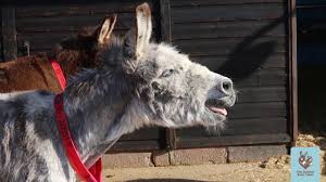 We did not find results for: Quit Horsin Around 10 Top Facts You Probably Didn T Know About Donkeys Horsetalk Co Nz