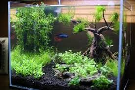 The best photos of planted aquariums in shows and contests globally. Fish Tank Aquascaping Aquascape Ideas
