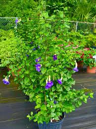 Image result for Thunbergia erecta
