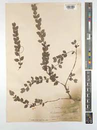 Image result for Crossopetalum