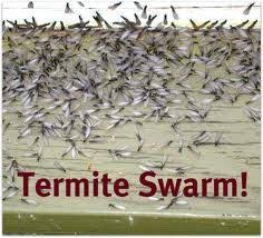Insight pest control virginia beach delivers exceptional pest control and termite control services! Termite Swarms Happen In The Spring And Summer Seasons In Hampton Roads Give Universal Pest Termite A Call Today For A Termite Season Termites Termite Swarm