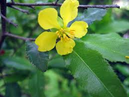 Image result for Ochna richardsiae