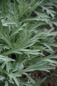 Desert sage artemisia cana is a species of sagebrush native to western and central north america, a member of. All Sizes Artemisia Silver King 3 Flickr Photo Sharing