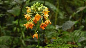 Image result for Calanthe