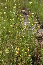 Image result for Hypericum scioanum