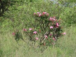 Image result for Adenium swazicum