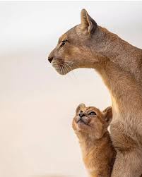 Image result for tbn:Qm8QJA0FQGkeJM::www.trekkingchile.com/Images/mis_fotos/1201890604.jpg