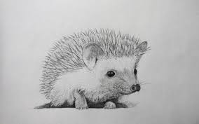 Cute Hedgehog Drawing Hedgehog Drawing Cute Drawings Hedgehog Illustration
