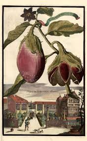 Pin Em Botany Fruit Food Herbs