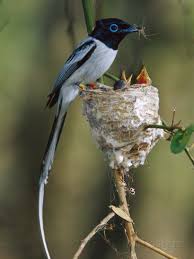 Madagascar Paradise Flycatcher Terpsiphone Mutata Male White Morph Feedingchicks Photographic Print Cyril Ruoso Allposters Com In 2020 Beautiful Birds Birds Wild Birds