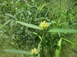 Image result for Eriosema pauciflorum