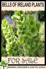 Bells Of Ireland Plants For Sale Plant Sale Easy Plants To Grow Plants
