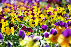 Ligustrum is an evergreen native to japan which is commonly grown for ornamental use in california, texas and throughout the. Growing Pansies How To Plant Grow And Care For Pansy Flowers The Old Farmer S Almanac